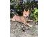 PoulaTo: Κουτάβια Shiba inu